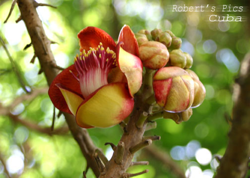 Exotic Flower, Pinar del Rio, Cuba