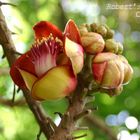 Exotic Flower, Pinar del Rio, Cuba