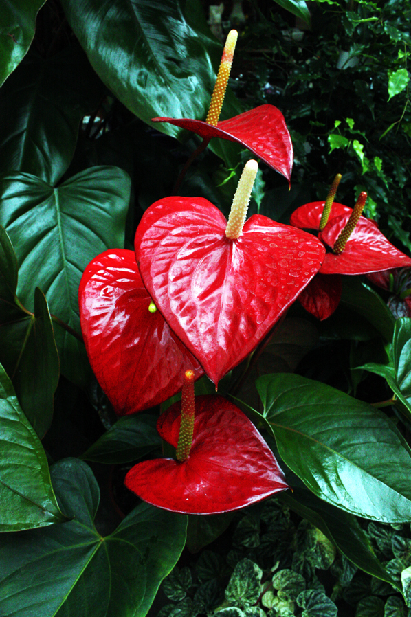 exotic flowers von bizarre art fotograf 