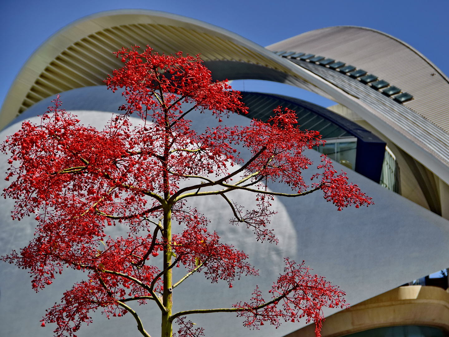 Exotic in rot im Turia Park