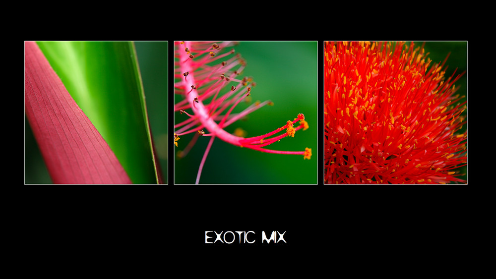 | Exotic Mix |