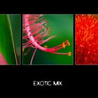 | Exotic Mix |