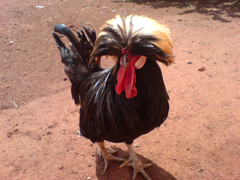Exotic Rooster (Galo exotico)
