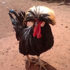 Exotic Rooster (Galo exotico)