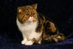 Exotic Shorthair