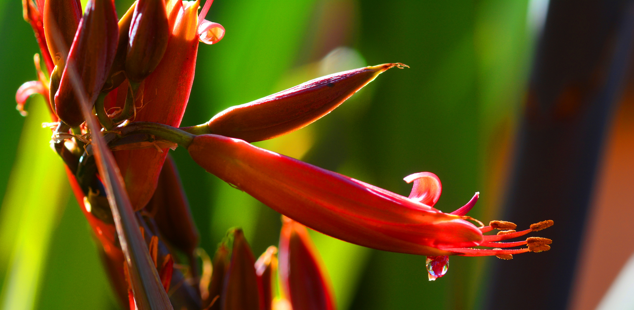 Exotik in meinem Djungelgarten Foto &amp; Bild | pflanzen, pilze &amp; flechten ...