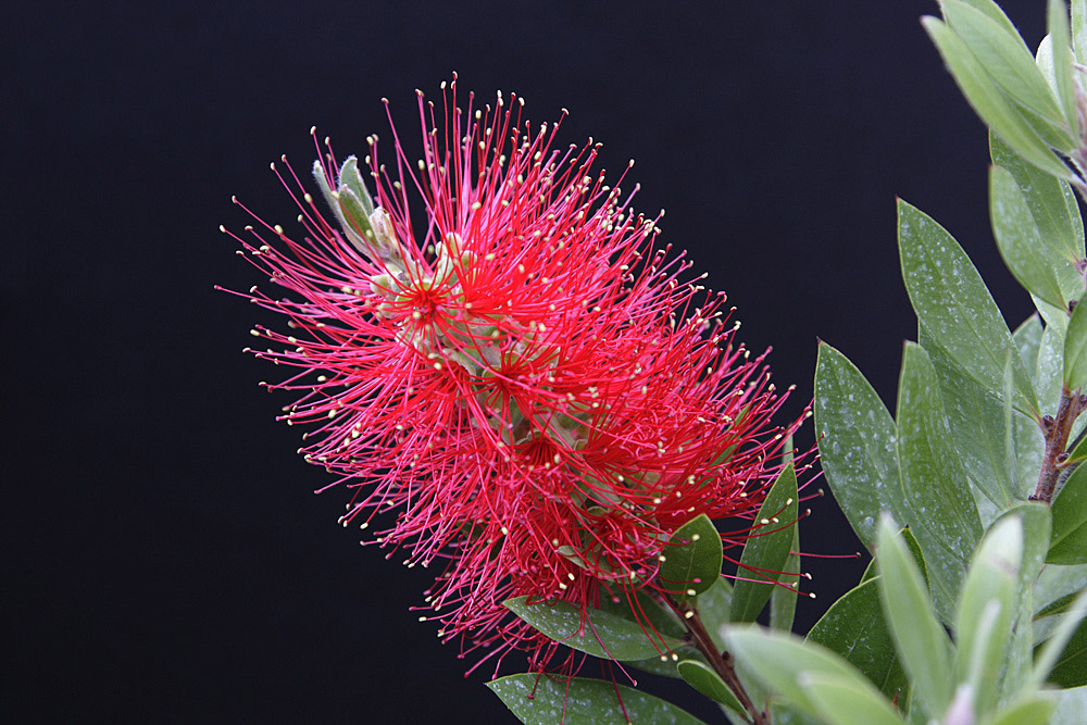 Exotisch! Foto & Bild pflanzen, pilze & flechten, sträucher, natur