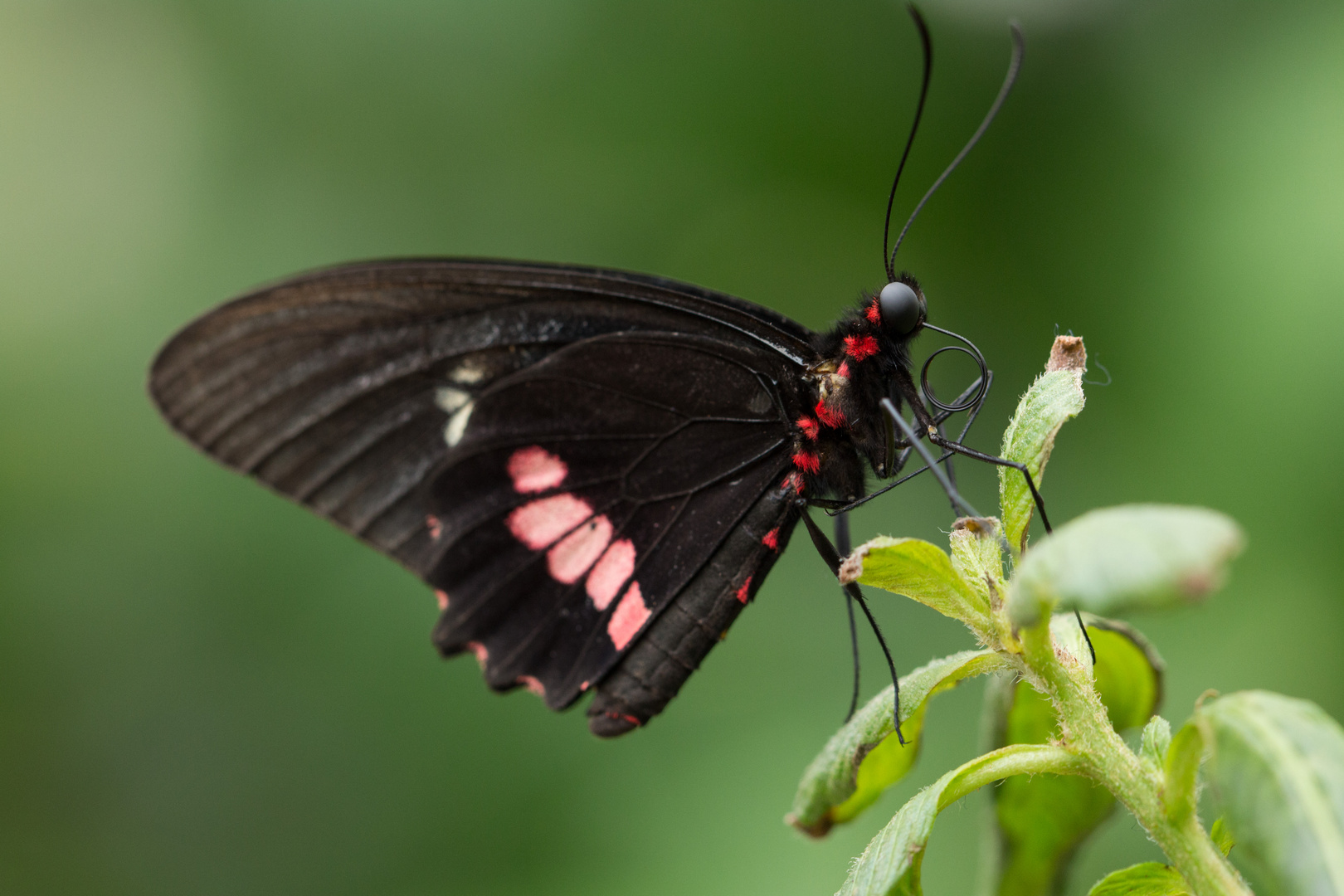 Exotisch Foto & Bild tiere, wildlife, schmetterlinge Bilder auf