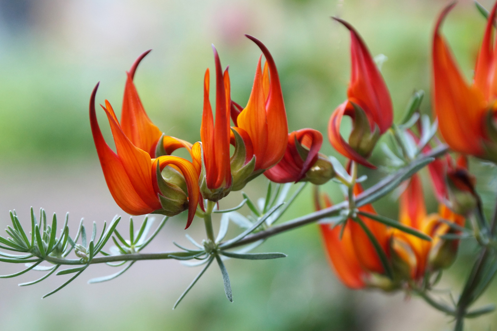 Exotisch Foto & Bild pflanzen, pilze & flechten, blüten