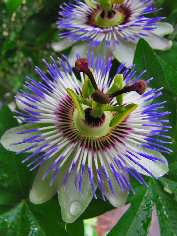 Exotisch Foto & Bild archiv, flower power , archiv 2011 2012 Bilder