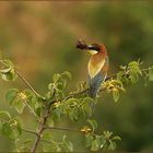 Exotisch bunt - der Bienenfresser