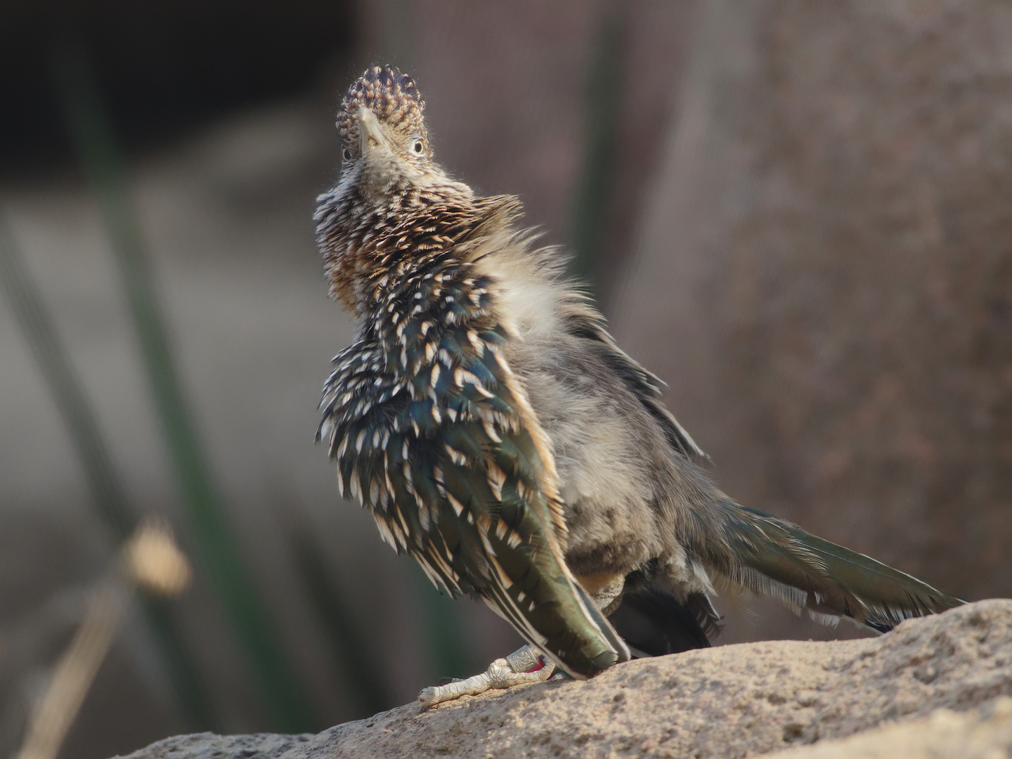 Exotisch II Foto & Bild tiere, zoo, wildpark & falknerei, vögel