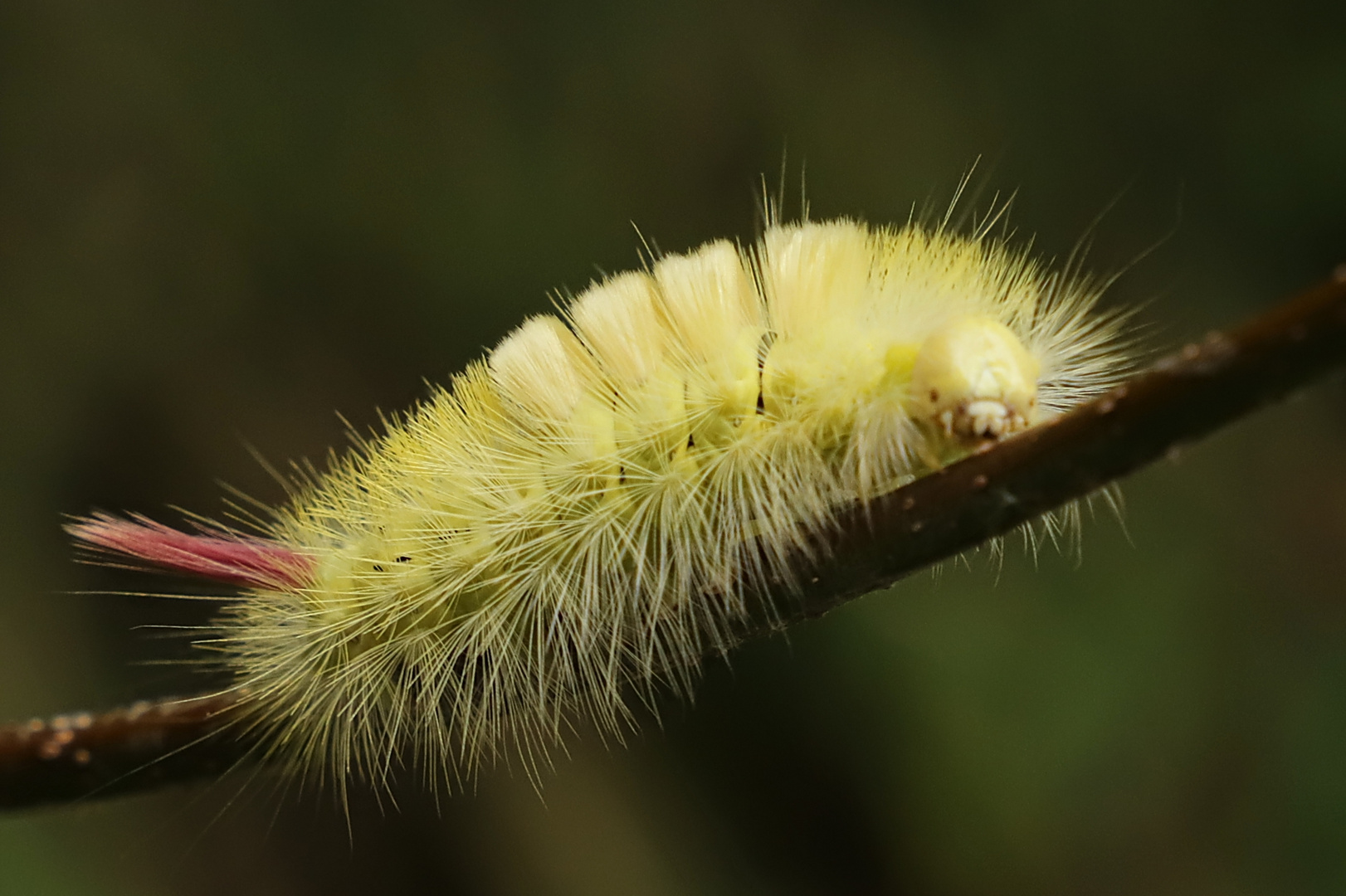 Exotisch?(2018_09_13_EOS 6D Mark II_6496_ji)