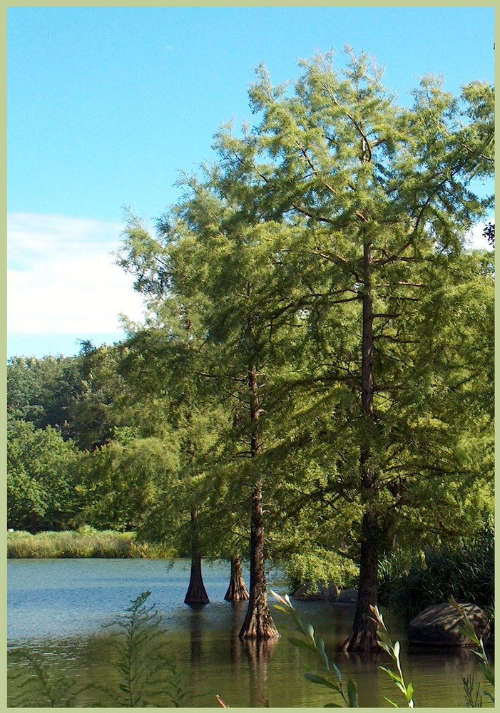 exotische Bäume Foto & Bild landschaft, garten & parklandschaften