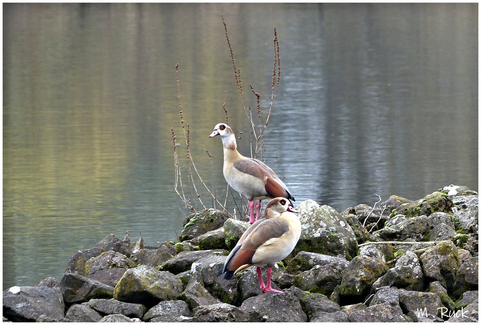 Exotische Besucher am Main ,