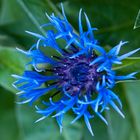 Exotische blaue Blüte