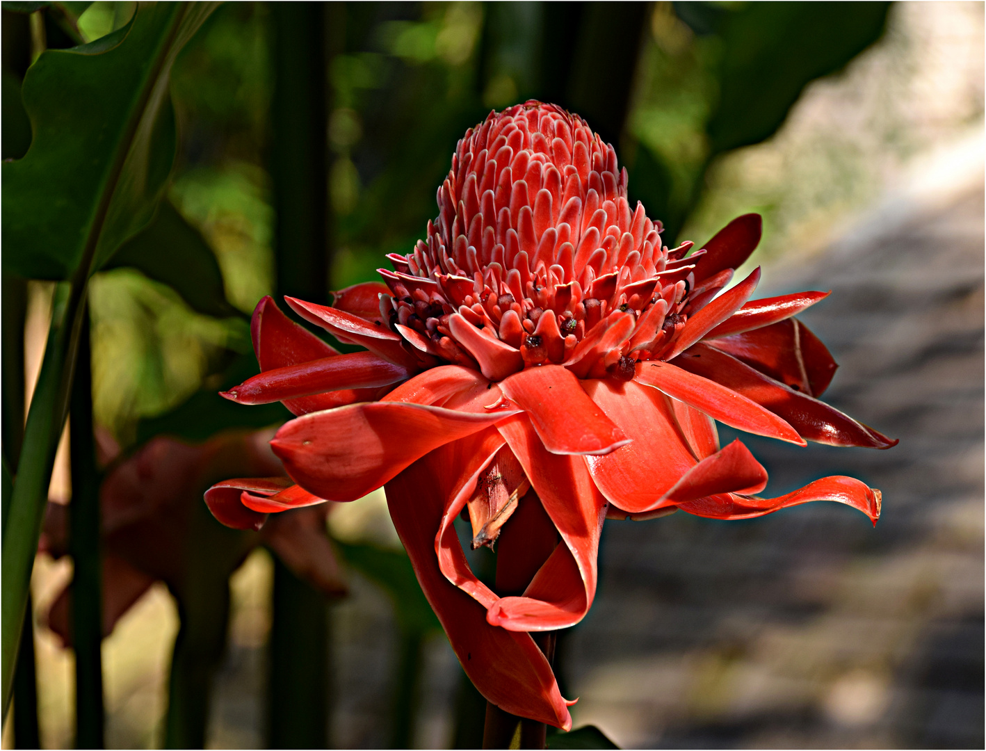 exotische Blüte Foto &amp; Bild | natur, pflanzen, stauden Bilder auf ...