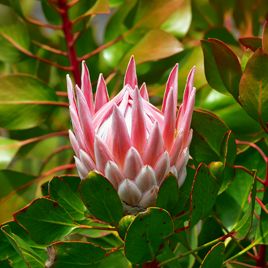Exotische Blute Foto Bild Australia Oceania New Zealand Canterbury Bilder Auf Fotocommunity