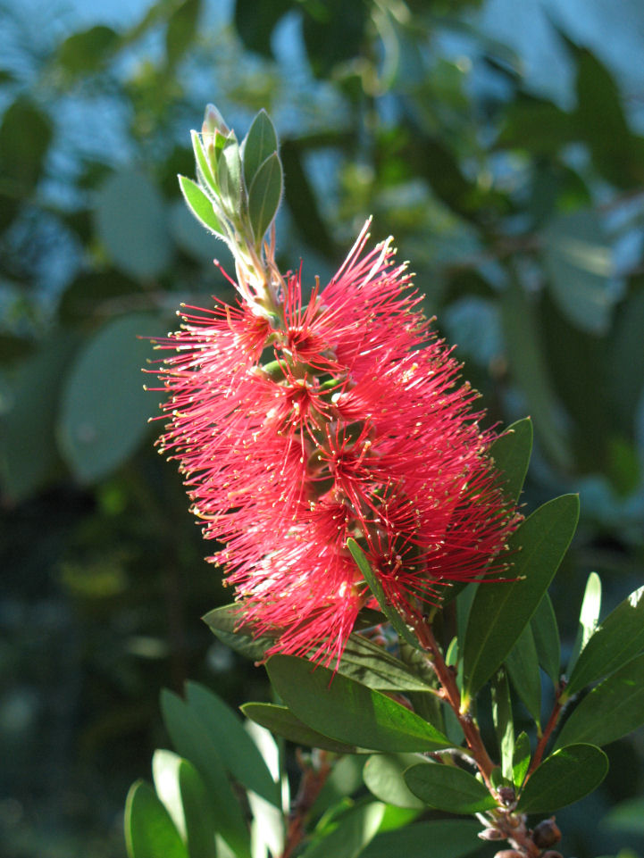 Exotische Blüte