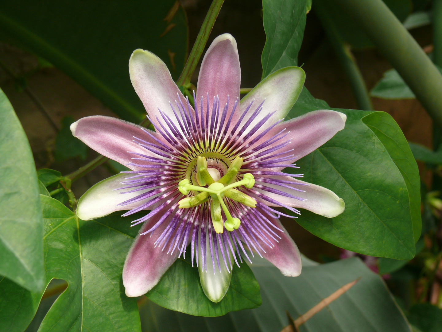 Exotische Blute Foto Bild Pflanzen Pilze Flechten Bluten Kleinpflanzen Natur Bilder Auf Fotocommunity