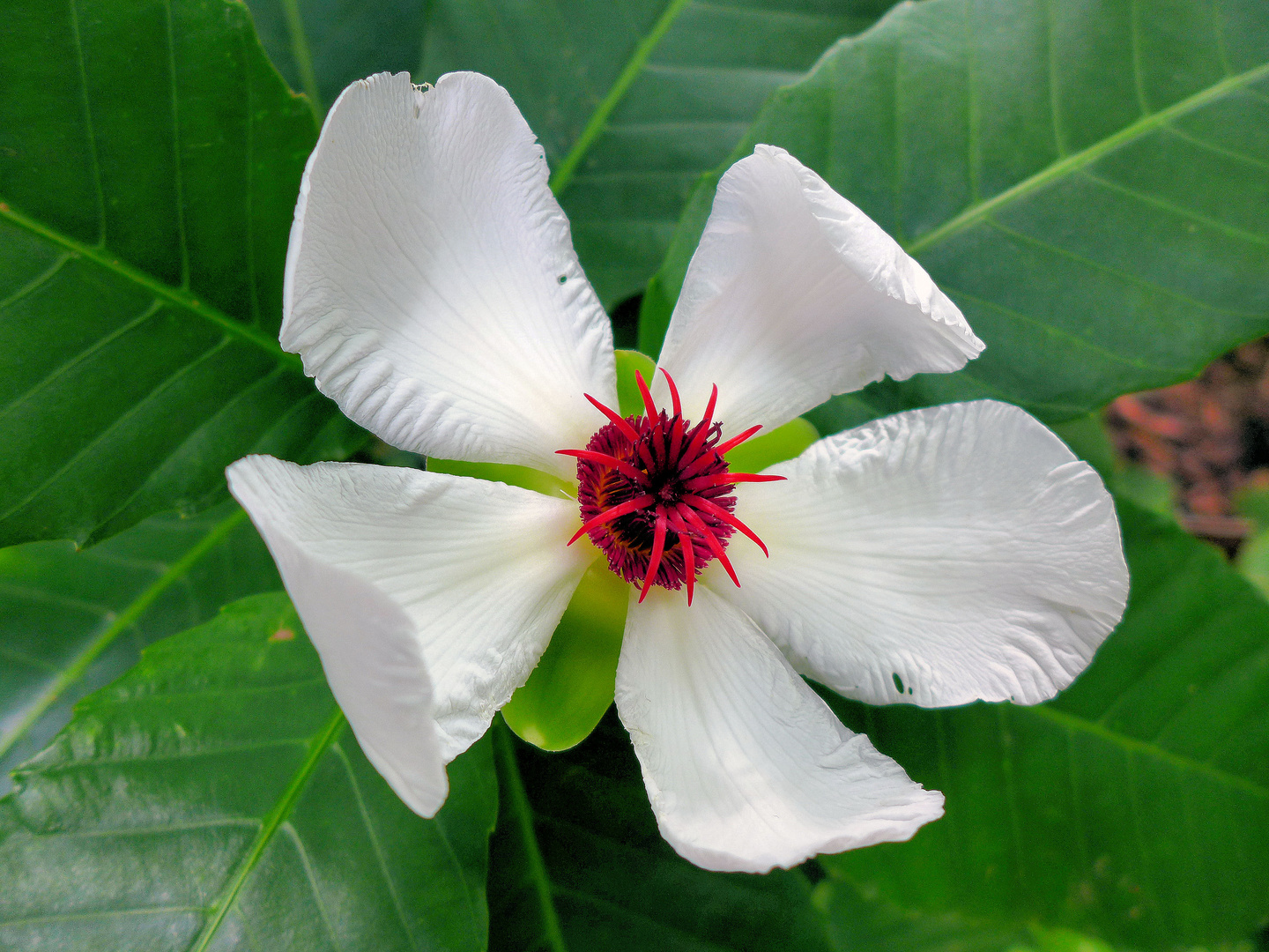 Exotische Blüte