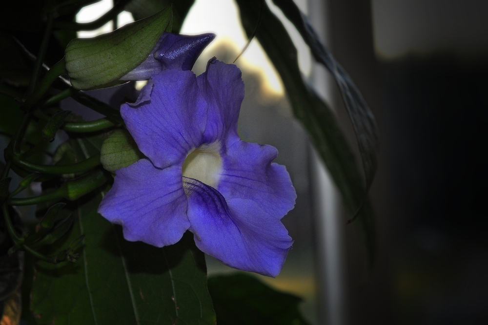 Exotische Blüte aus dem Botanischen Garten....