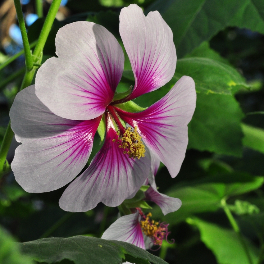 Exotische Blüte aus dem Botanischen Garten...