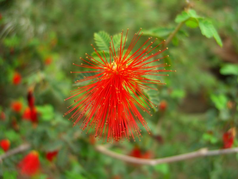 Exotische Blüte - Burger´s Zoo