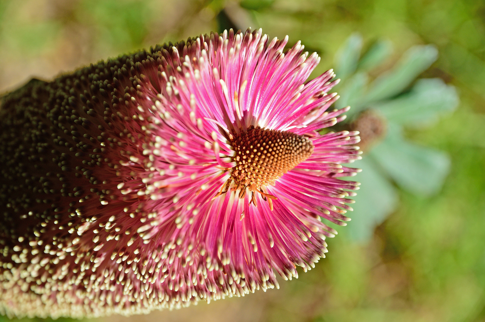 Exotische Blüte