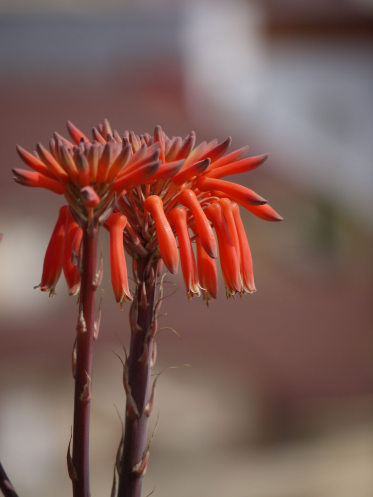 exotische Blüte (Costa Tropical)