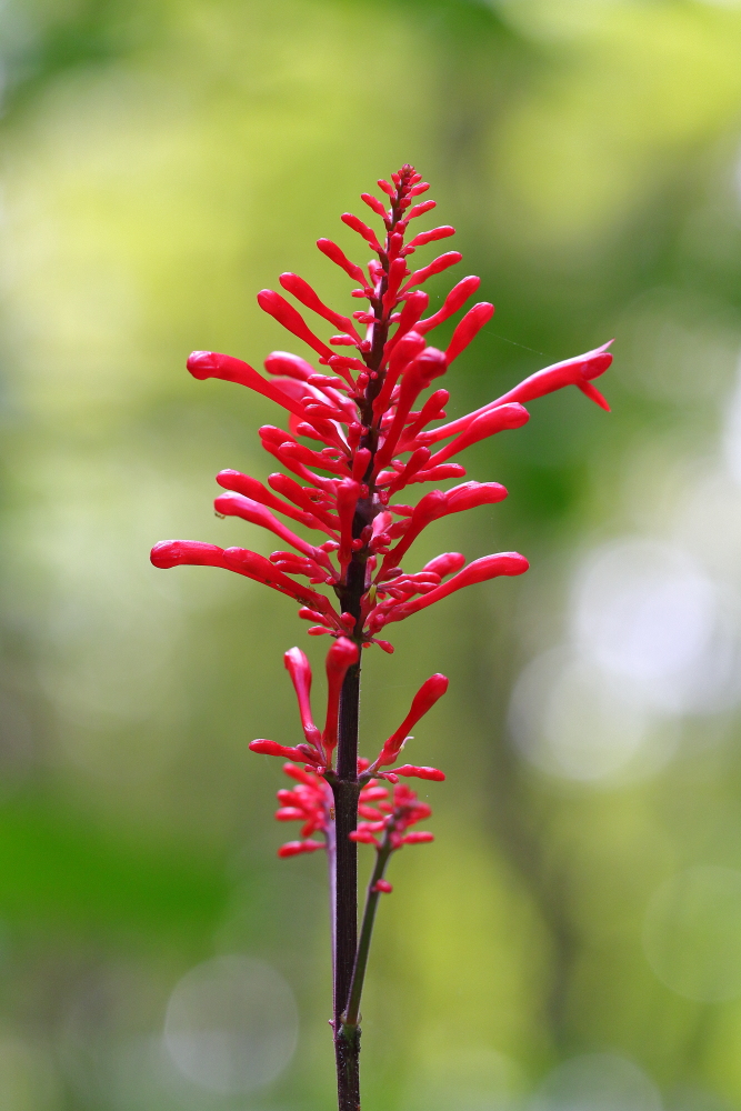 Exotische Blüte - Firespike