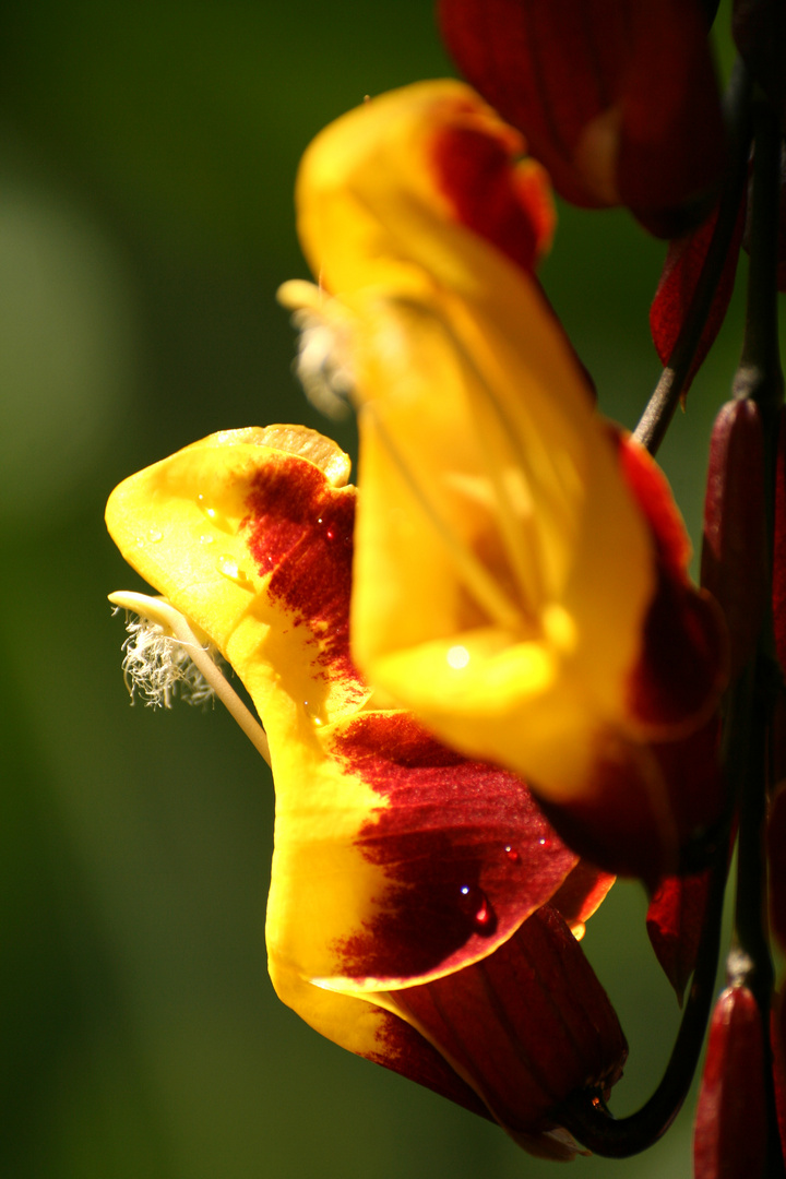 Exotische Blüte im Botanischen Garten