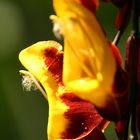 Exotische Blüte im Botanischen Garten