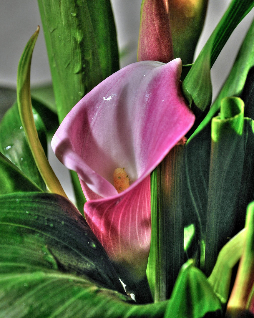 Exotische Blüte in HDR