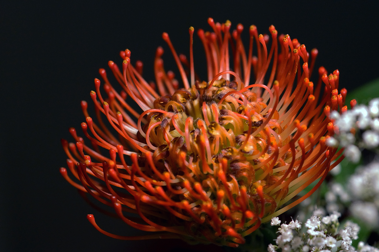 Exotische Blute Makro Foto Bild Natur Makros Natur Kreativ Aufnahmetechniken Bilder Auf Fotocommunity