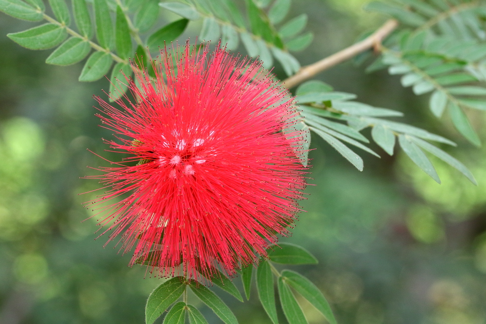 Exotische Blüte - Puderquastenstrauch