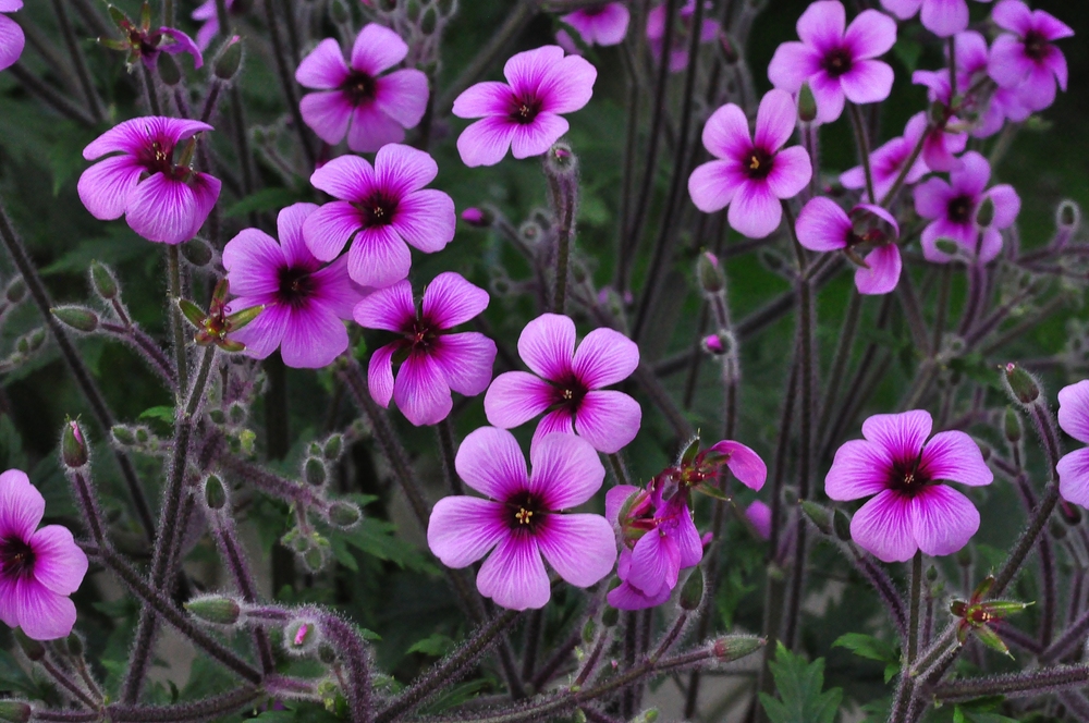 Exotische Blüten.....