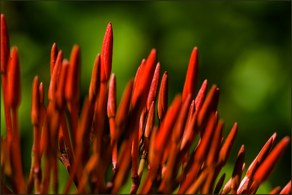 ... Exotische Blüten ...