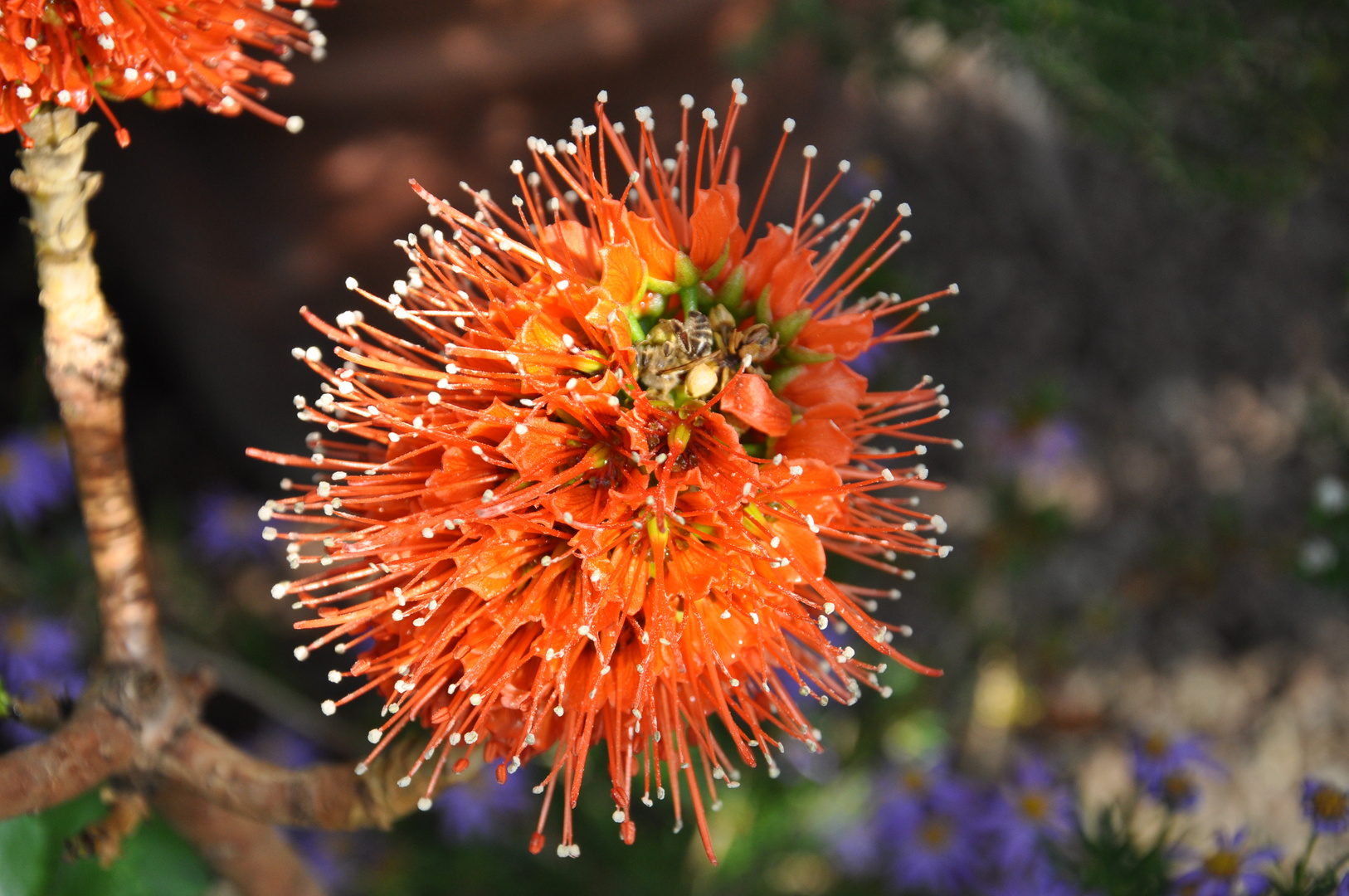 Exotische Bluten Im Botanischen Garten Foto Bild Pflanzen Pilze Flechten Bluten Kleinpflanzen Pflanzen Und Blumen Bilder Auf Fotocommunity
