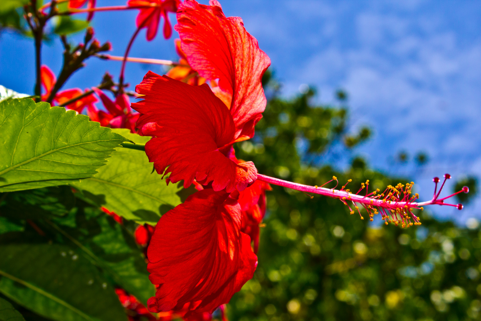 Exotische Blume