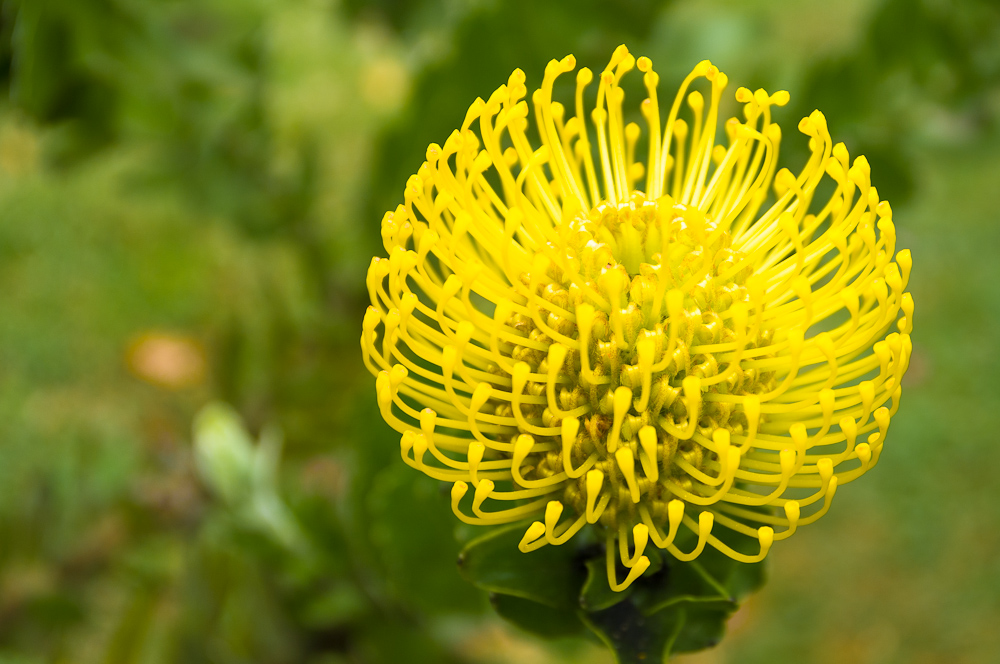 exotische Blume von Peter Golombek