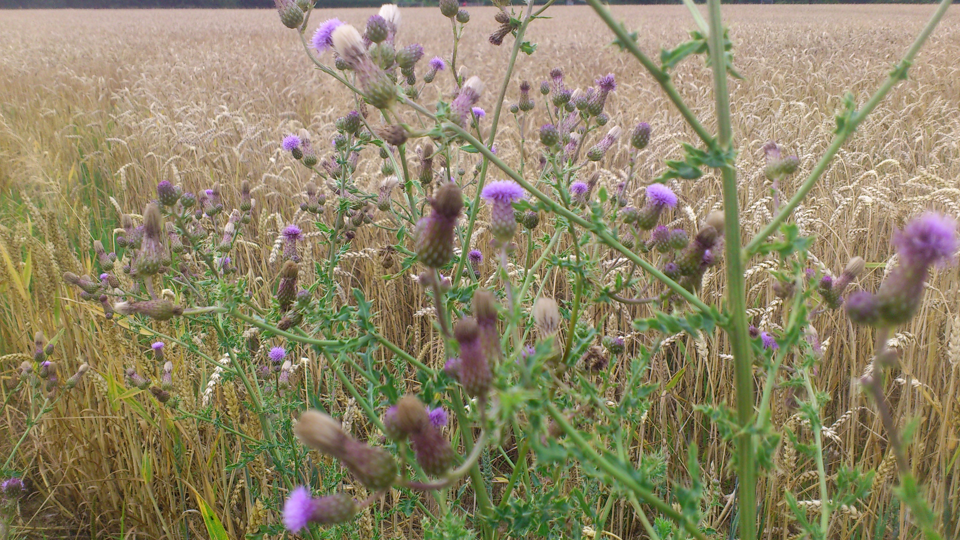 Exotische Blumen am Kornfeld