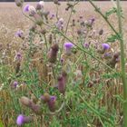 Exotische Blumen am Kornfeld