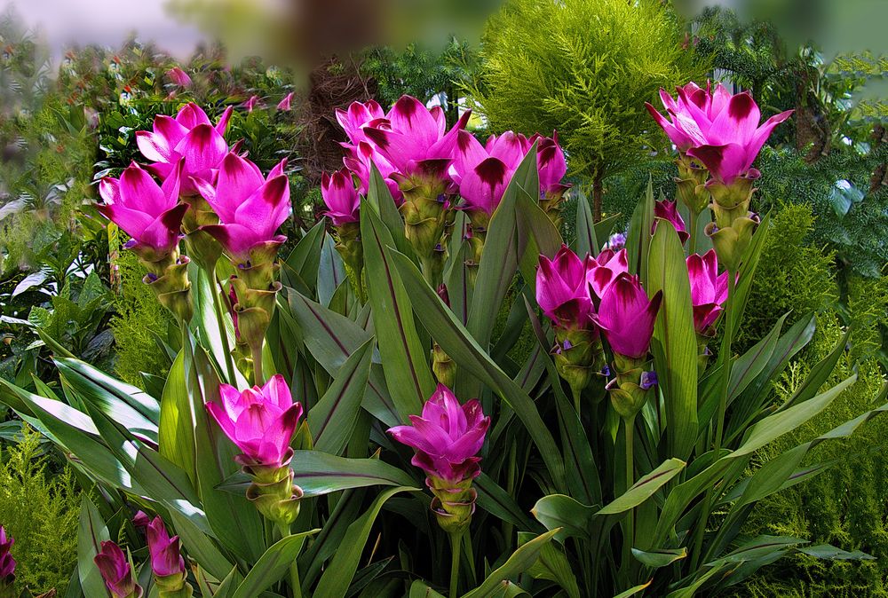  Exotische  Blumen im Garten  