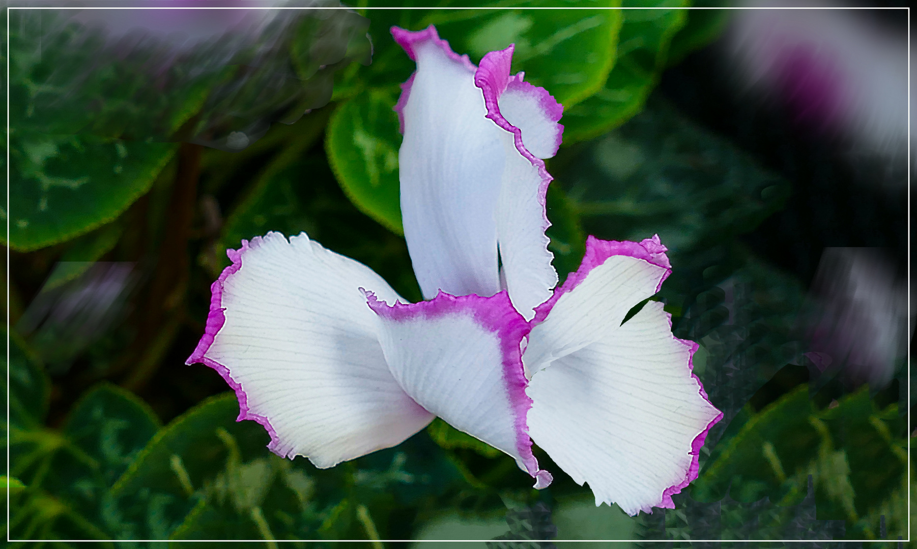 Exotische Cyclamen