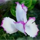 Exotische Cyclamen