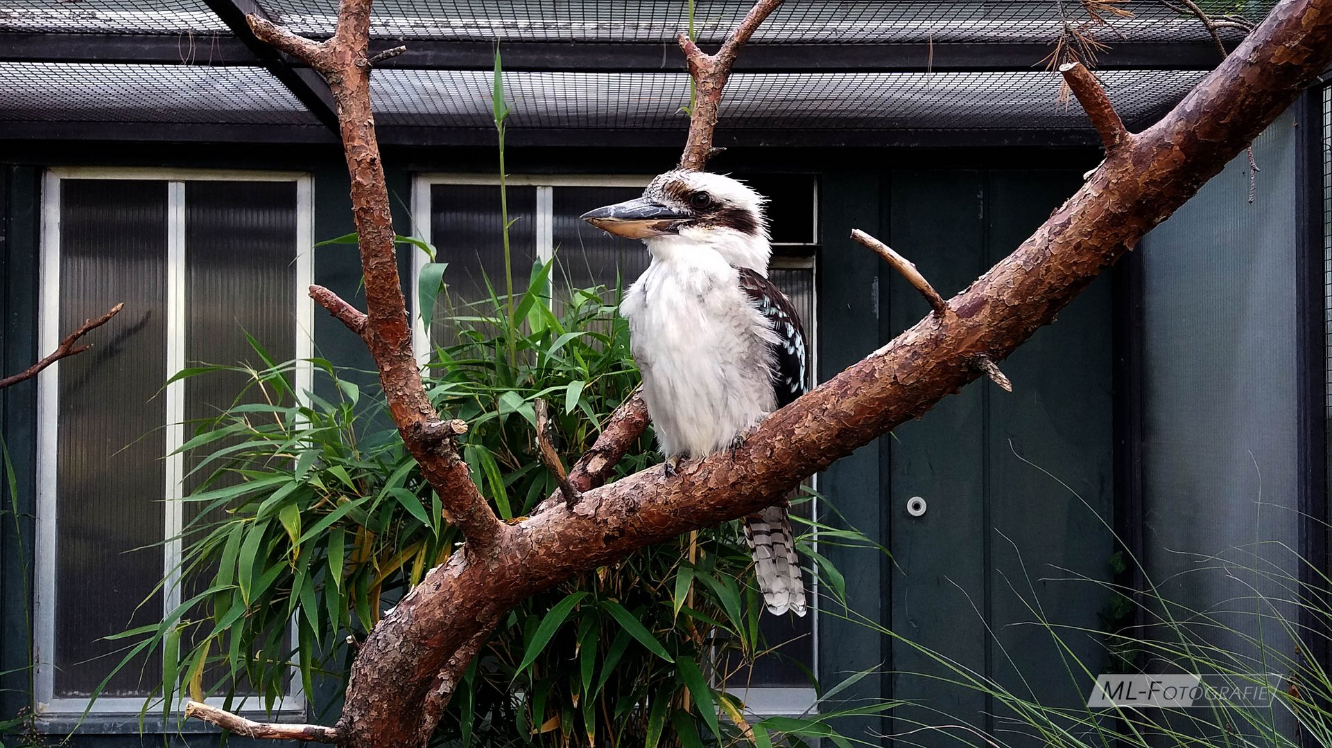 Exotische Eisvogelart Wilhelma Stuttgart