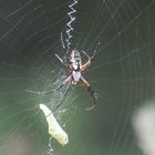 Exotische Freiland Spinne