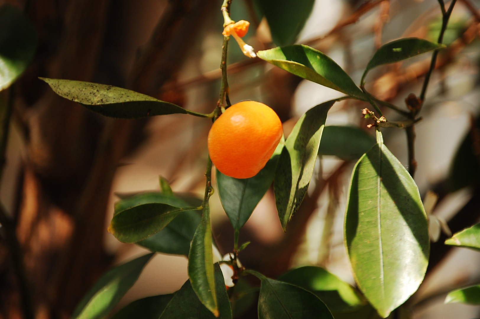 Exotische Frucht