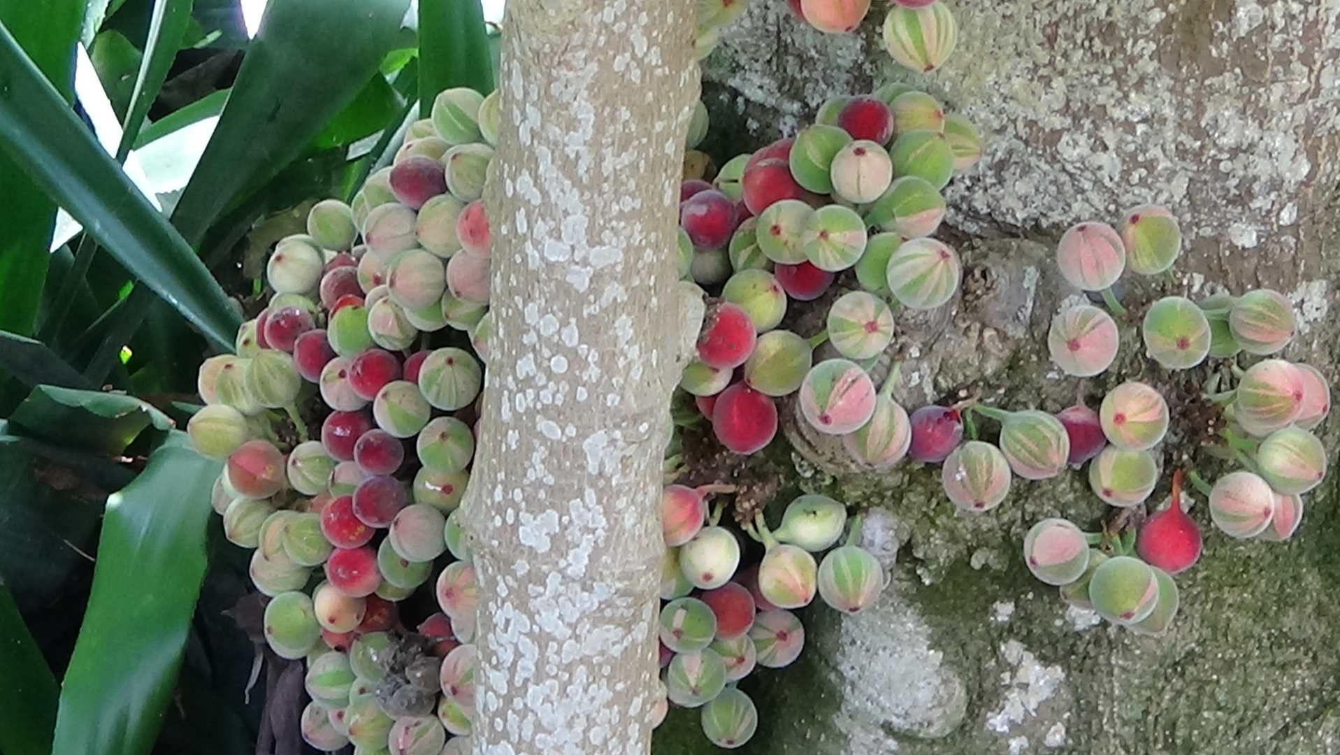 Exotische Früchte: Indian Fig Tree